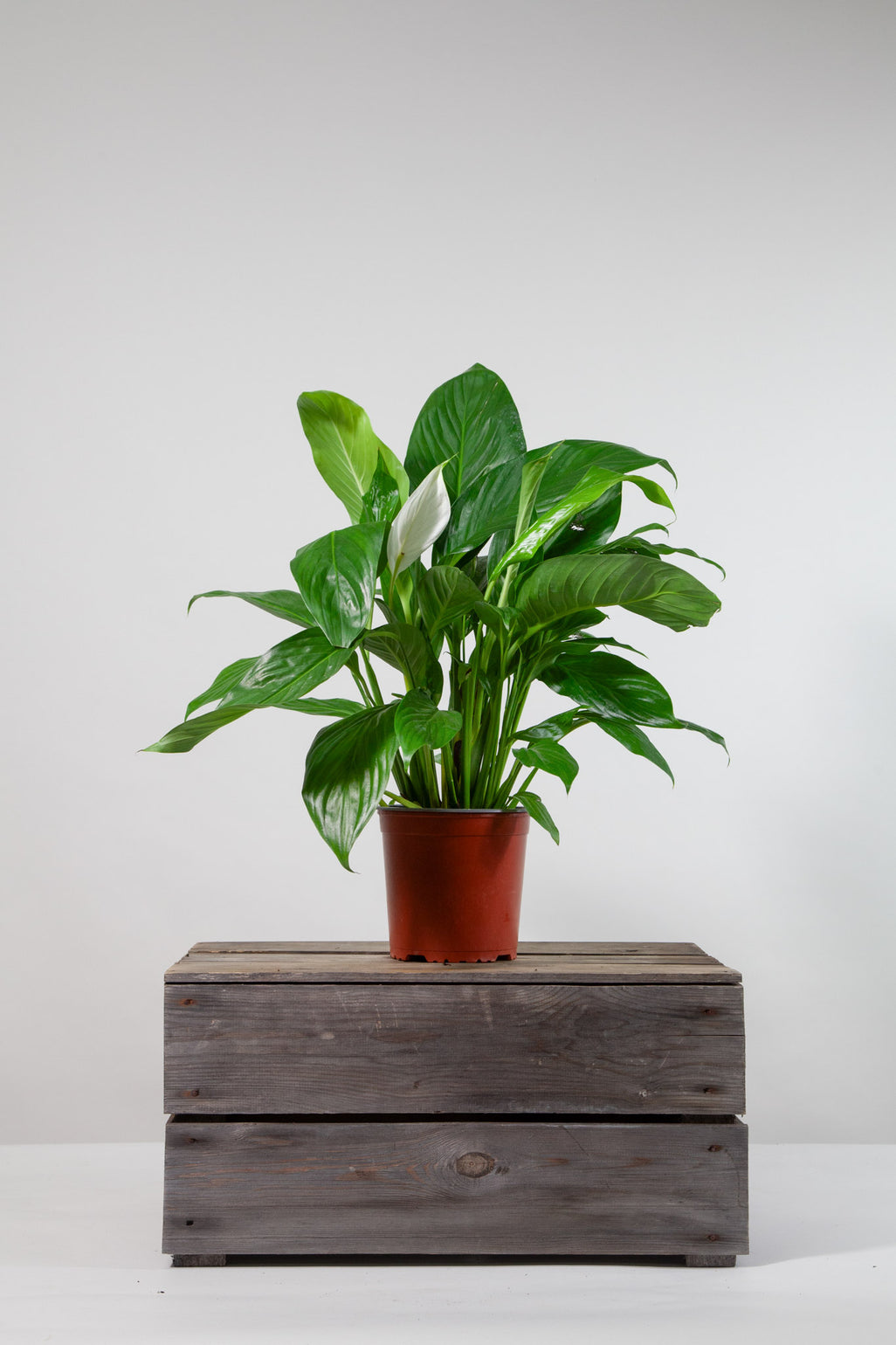 files/IndoorPlants-StudioShots13.11.2023-460.jpg